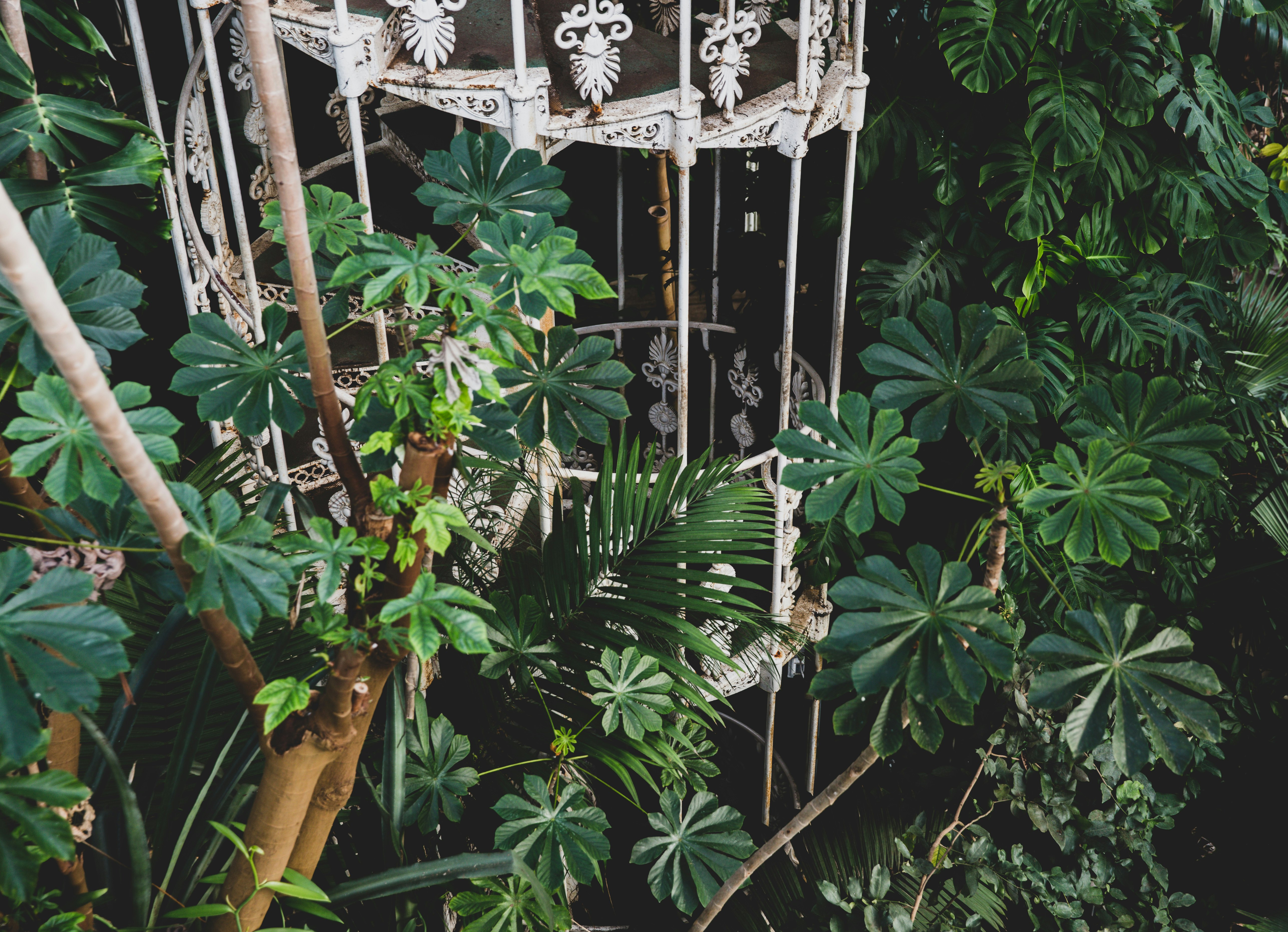 green-leafed plants